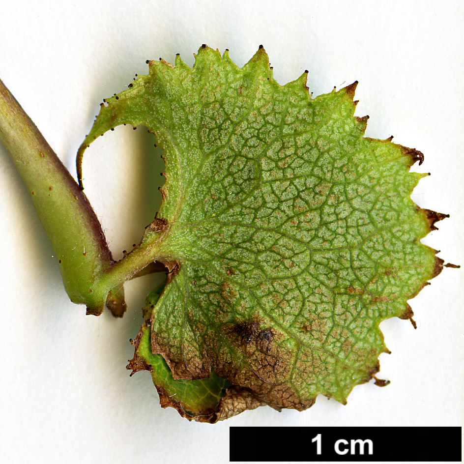 High resolution image: Family: Rosaceae - Genus: Crataegus - Taxon: coccinioides - SpeciesSub: var. dilatata
